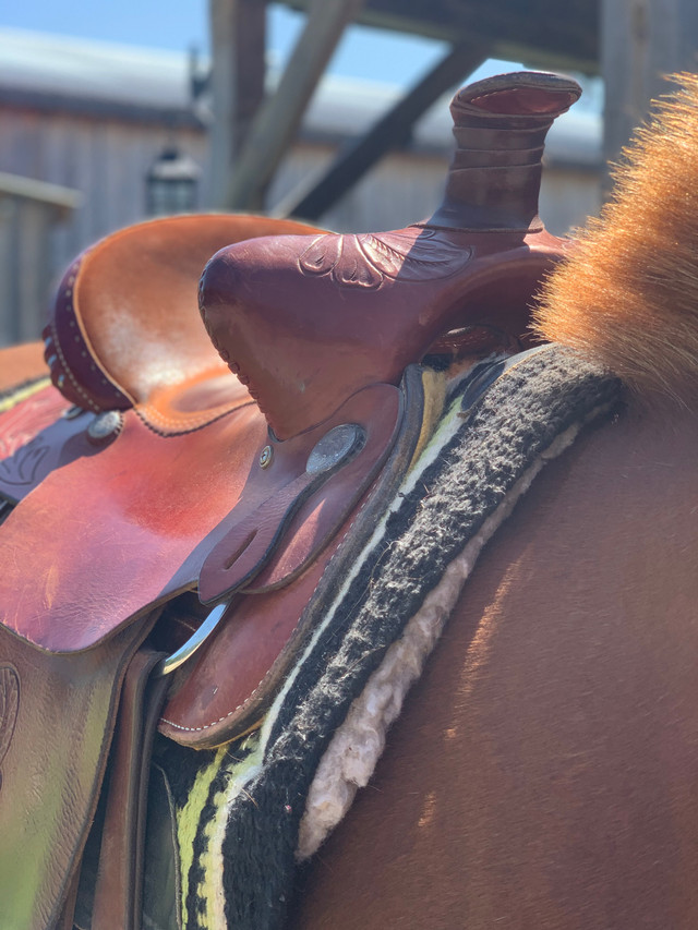 Dekota roping saddle in Equestrian & Livestock Accessories in Oshawa / Durham Region - Image 3