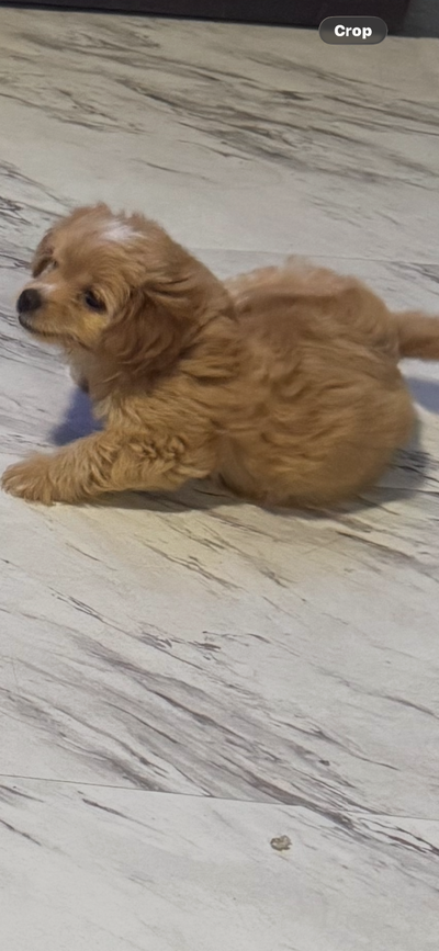 puppys for sale, View more
