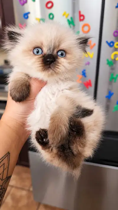 Purebred British Shorthair Chocolate Blue point with pedigree, View more