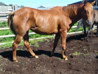 five year old grade mare