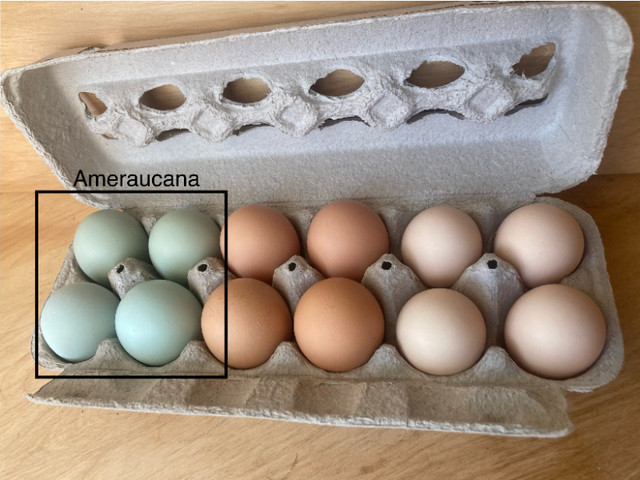 Oeufs fécondés d'Ameraucana dans Animaux de ferme  à Ville de Québec - Image 4