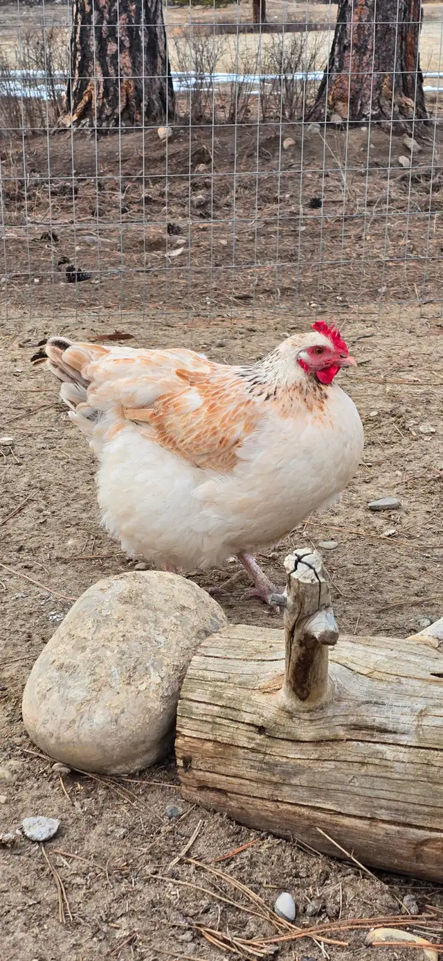Fertilized eggs in Livestock in Cranbrook - Image 9