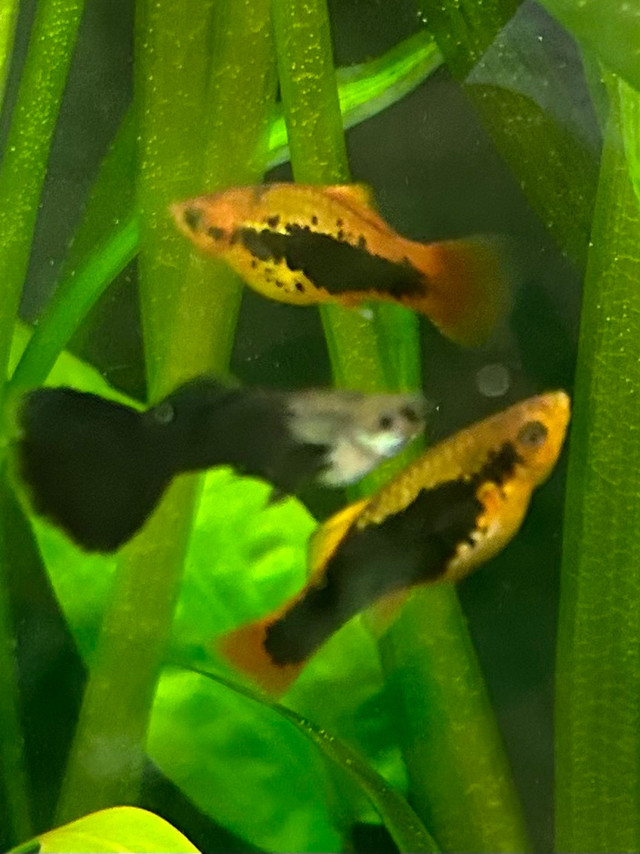 BEAUTIFUL MIDNIGHT BLACK GUPPIES in Fish for Rehoming in North Bay - Image 3