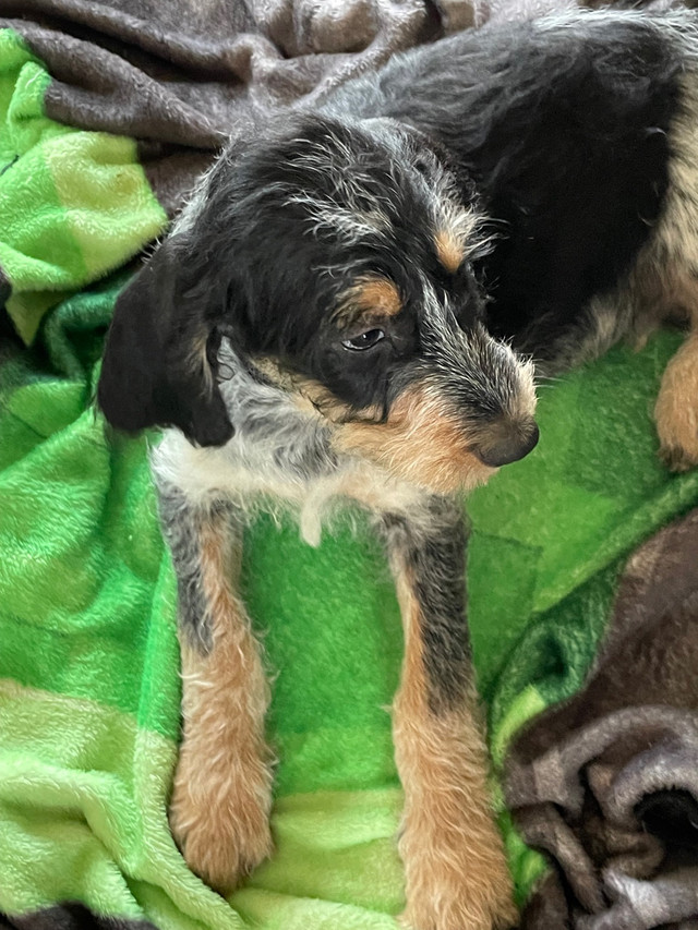 Coonoodle Puppies (poodle x bluetick coonhound) Dogs & Puppies for
