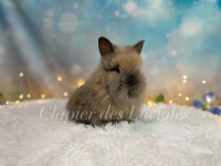 Purebred NEUTERED baby lionhead 