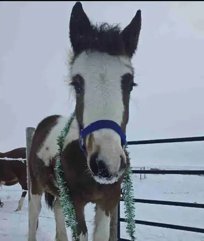 2025 Drum × filly, View more