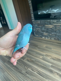 Handfed and handtame Parrotlet 