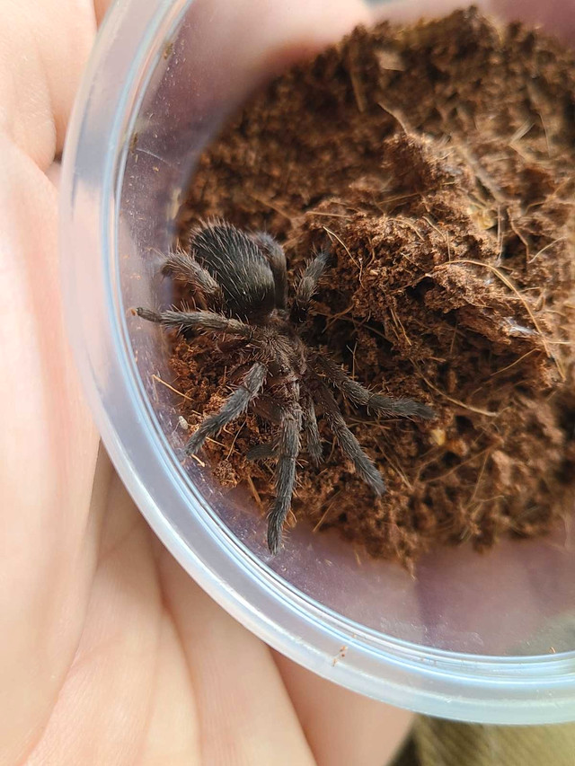 Tarantulas for sale! (READ DESCRIPTION PLS) in Reptiles & Amphibians for Rehoming in City of Toronto - Image 4