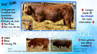 Yearling Simmental Bull for Sale