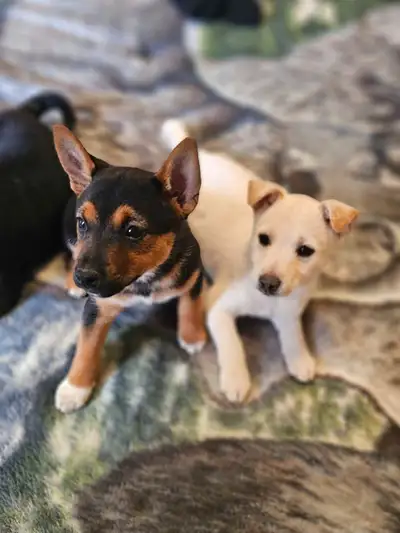 Shiba Inu puppies, View more