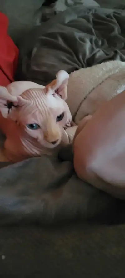 Je ferme mon élevage à cause de la rhino. Les chatons sont porteurs de la rhino donc je recherche qu...