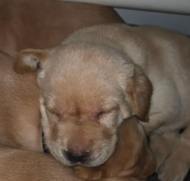 1 MALE & 1 FEMALE! CKC Purebred Yellow Labs in Dogs & Puppies for Rehoming in Sault Ste. Marie - Image 8