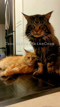 Mainecoon Purebreed Kittens