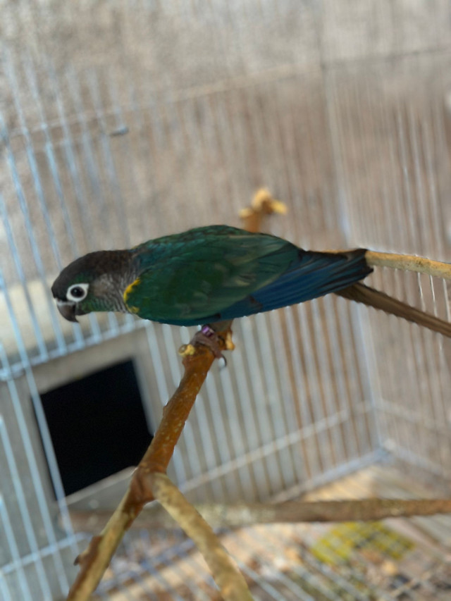 Torquese conure bonded pair in Birds for Rehoming in City of Toronto - Image 4