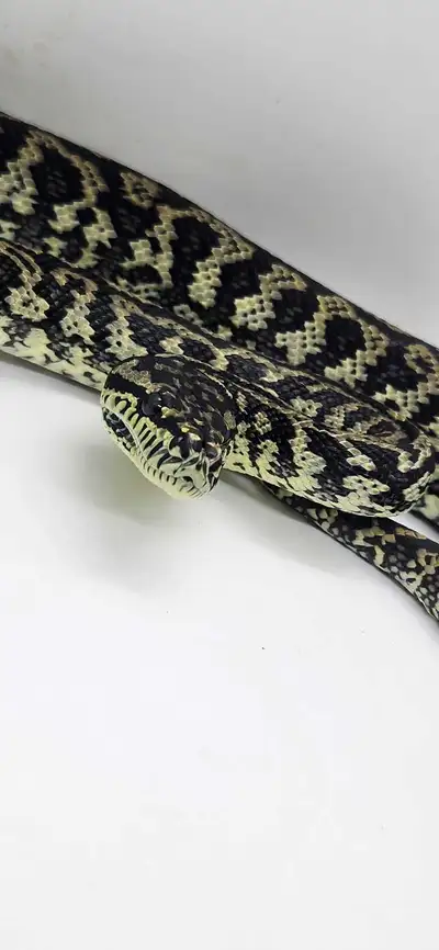 Zebra Carpet Python Female , View more