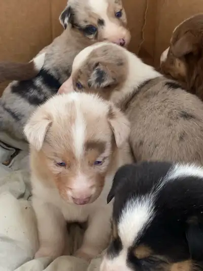 AustralianShepherd/Husky Puppies, View more