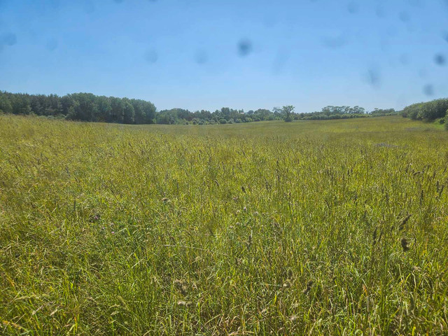 standing hay for sale in Other in Kawartha Lakes