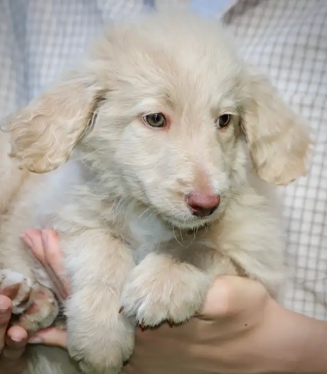 4 DOODLES, BORDOODLES F1 et F2 et F3 , PUPPIES, CHIOT in Dogs & Puppies for Rehoming in Laurentides - Image 6