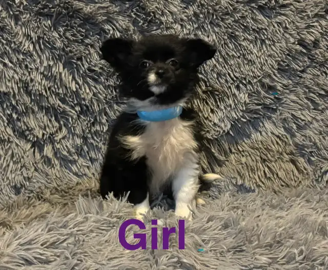 Pomeranian x Shih Tzu puppies in Dogs & Puppies for Rehoming in Strathcona County - Image 3