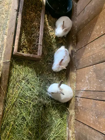 Flemish Giant x Rex Rabbits, View more