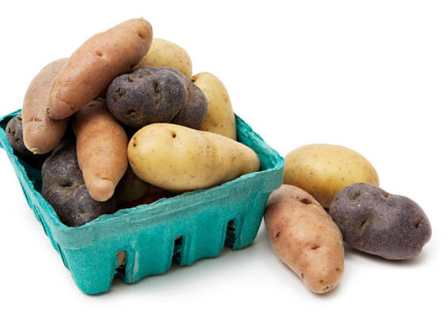 FINGERLING-GOURMET-SEED POTATOES in Plants, Fertilizer & Soil in Oshawa / Durham Region