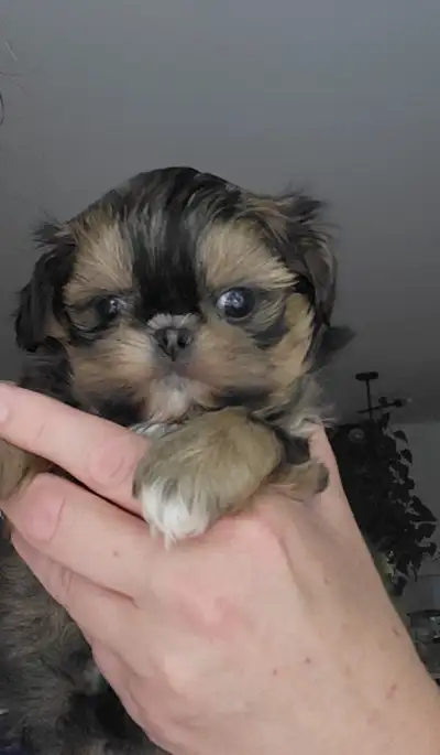 ❤️ SHIH TZU IMPERIAL PURE RACE ❤️, View more
