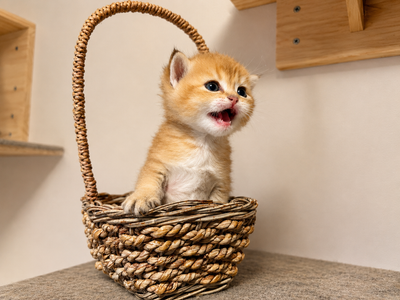 High breed British shorthair golden kittens, View more