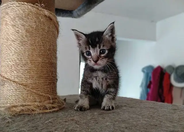 Chaton Highland Lynx desert in Cats & Kittens for Rehoming in Sherbrooke - Image 3