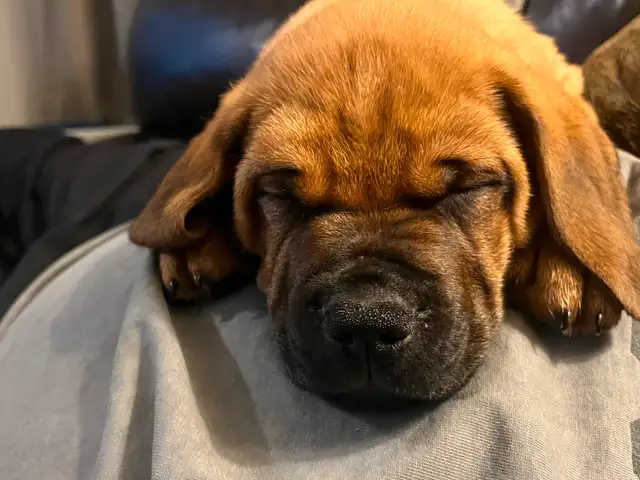 Mastiff mix pups 6 boys in Dogs & Puppies for Rehoming in Sarnia - Image 8
