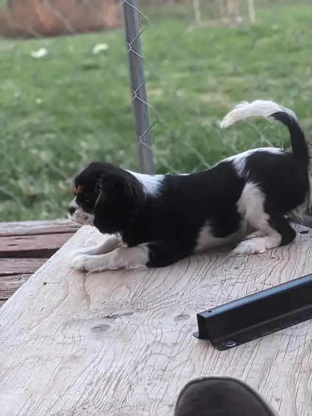Cavalier King Charles Spaniel Puppies in Dogs & Puppies for Rehoming in City of Toronto - Image 4