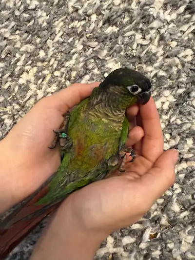 Green Cheek Conure Baby Available, View more