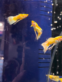 24K Gold Ribbon Tail Guppies for sale