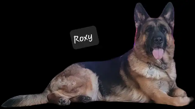 Available! CKC Female German Shepherd in Dogs & Puppies for Rehoming in Hamilton - Image 7