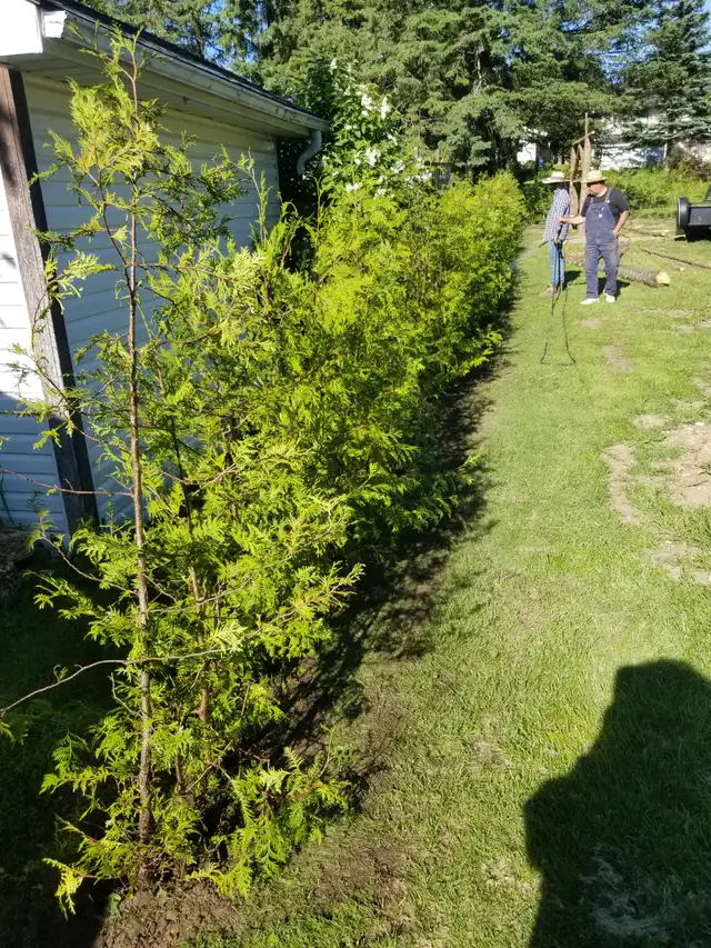 Cedar Trees $5 each432473290656993289