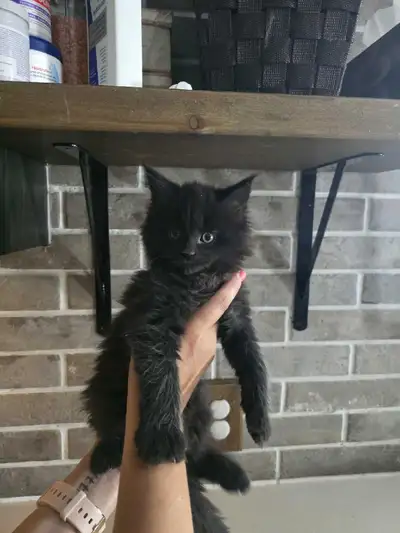 chaton Maine Coon, View more