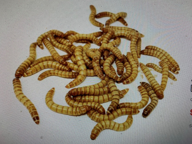 Live Fishing Worms, Canadian & European Nightcrawlers, Red Wiggl, Other  Pets for Rehoming, Calgary