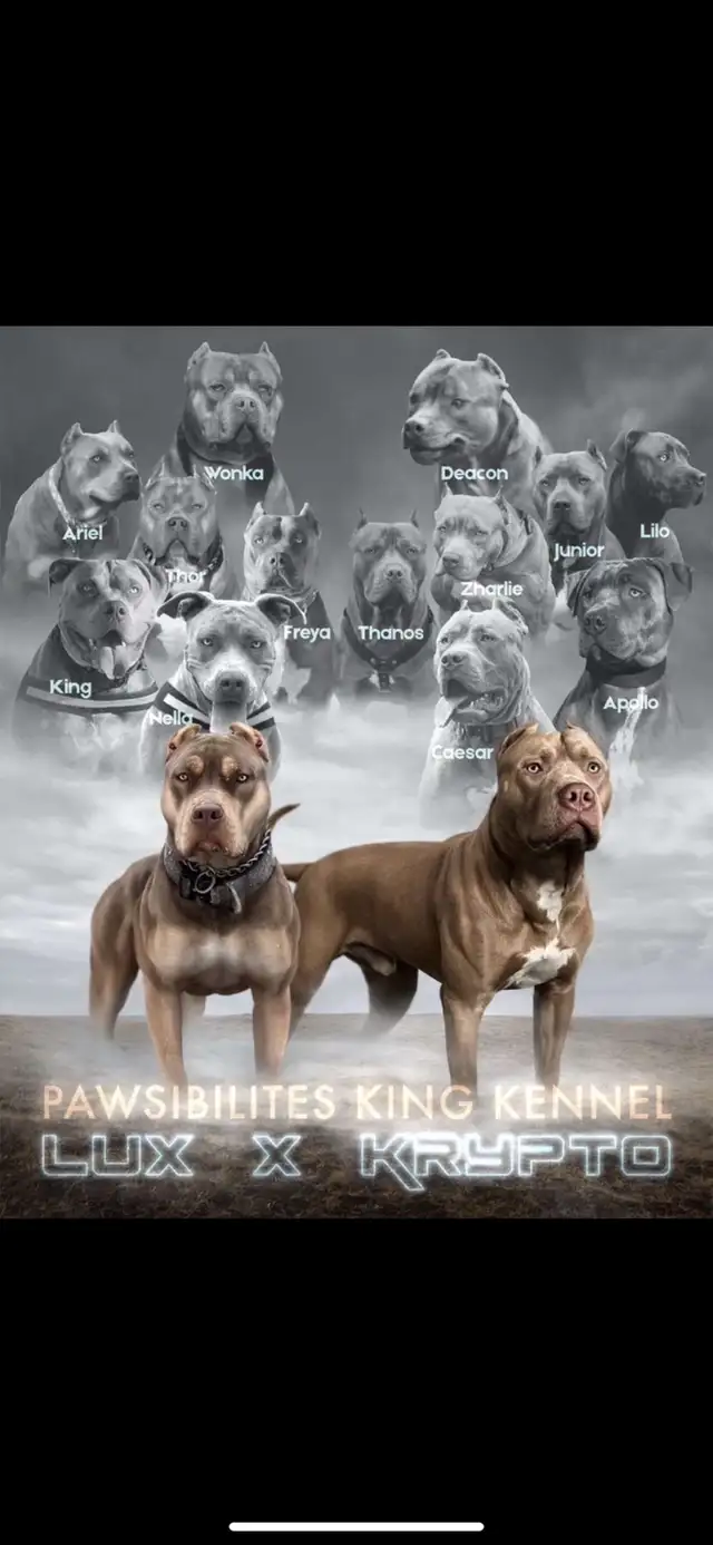 American Bulldog Puppies XL in Dogs & Puppies for Rehoming in Winnipeg - Image 5