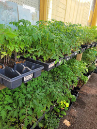 Organic Herb and Vegetable seedling plants 