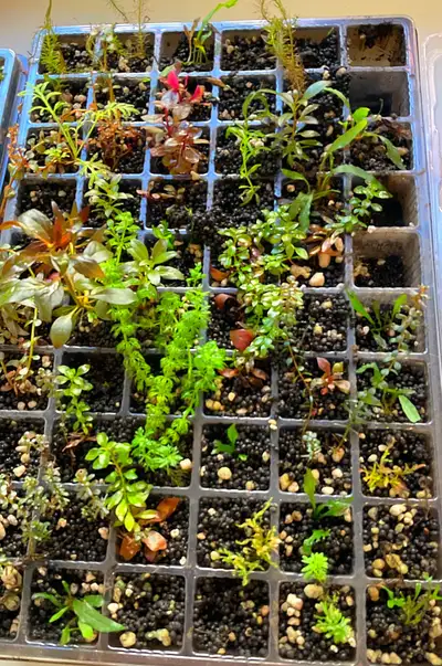 Emersed Aquarium Plant Growing System, View more