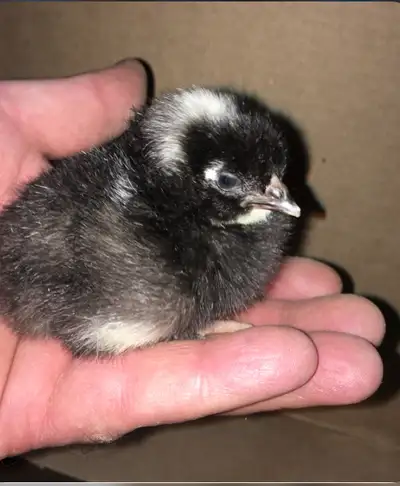 Barred Plymouth Rock chicks, Fantastic cold hardy dual purpose breed, have a docile temper, are grea...