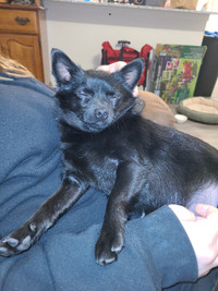 Chihuahua to be rehomed
