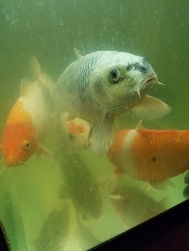 Looking for large koi in Fish for Rehoming in Regina - Image 2