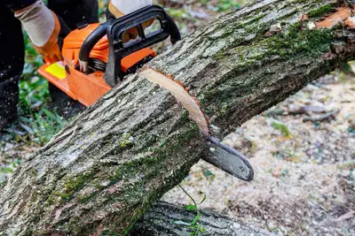 Tree Cutting / Tree Removal , View more
