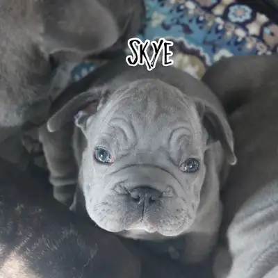 Rare Blue Rope French Bulldog, View more