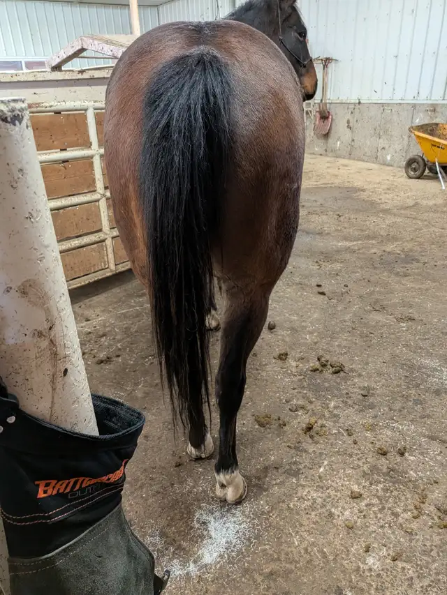 AQHA Bay papered Gelding. 7 yo. Super broke! in Horses & Ponies for Rehoming in Lethbridge - Image 7