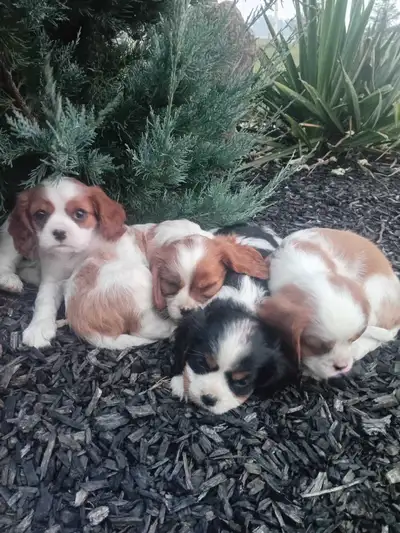 cavalier king charles puppies, View more
