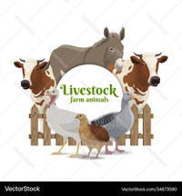 Live stock Cattle