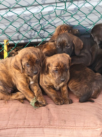 Lab, Mastiff & Hound puppies for sale