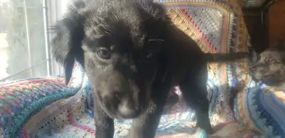 We had an accidental litter of puppies and just need to find them good homes. They are almost 16 wee...