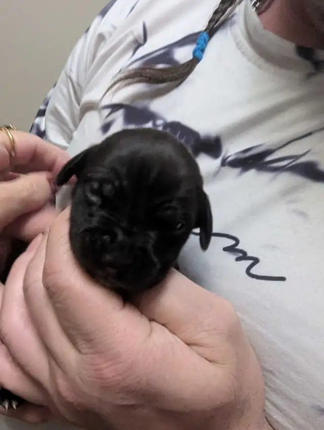 Pups please message number in Dogs & Puppies for Rehoming in Medicine Hat - Image 3